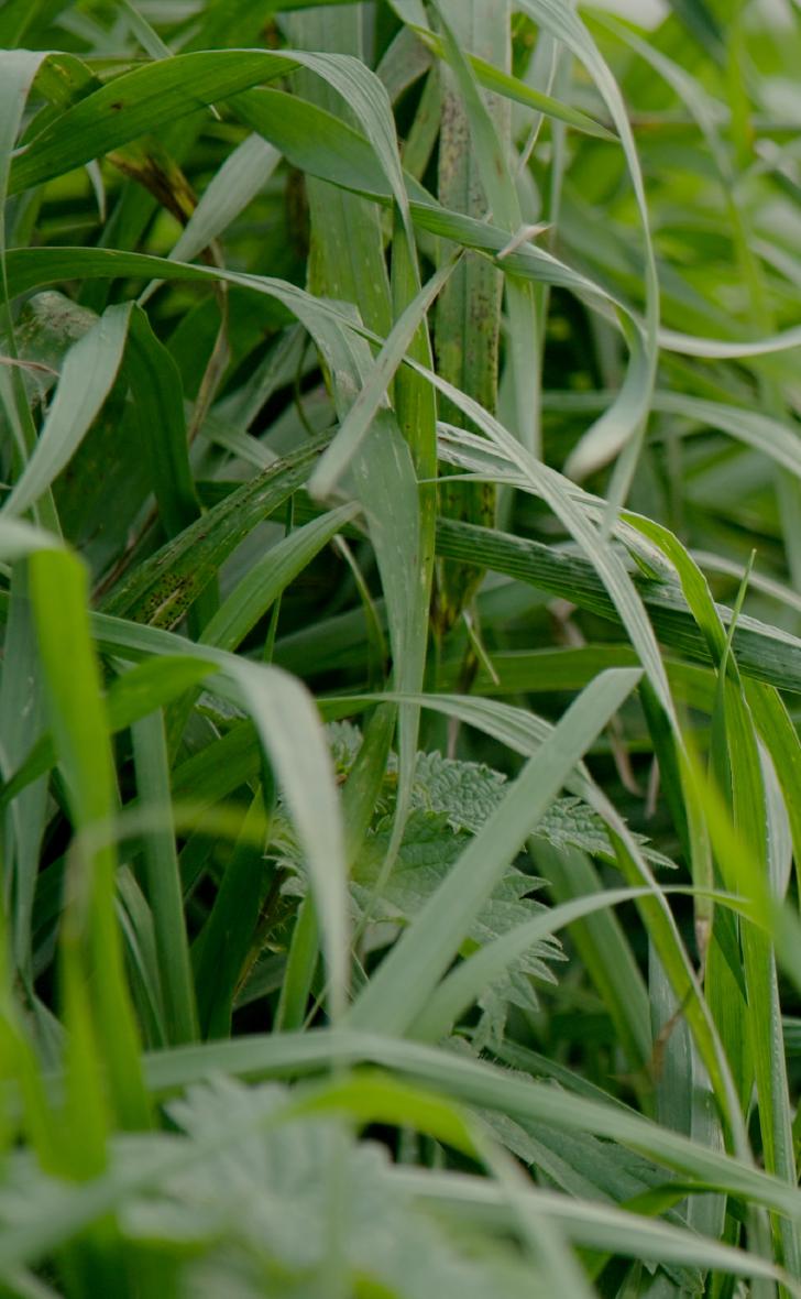 Gras im Rhinluch